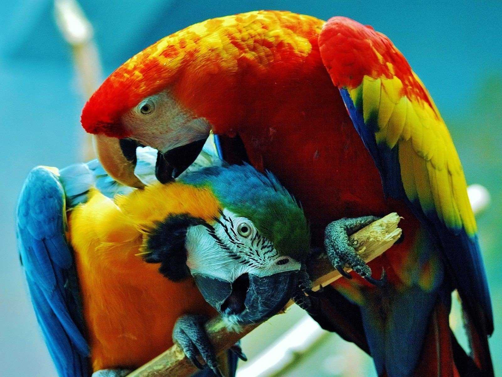 Гиацинтовый ара | наши птички