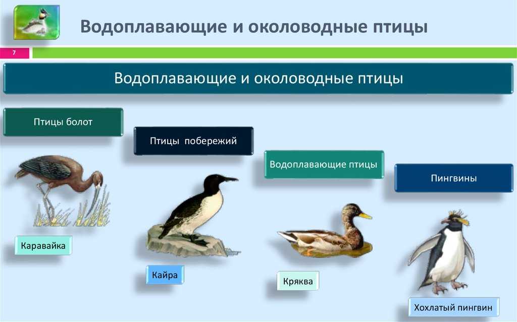 Образ жизни птиц открытых пространств