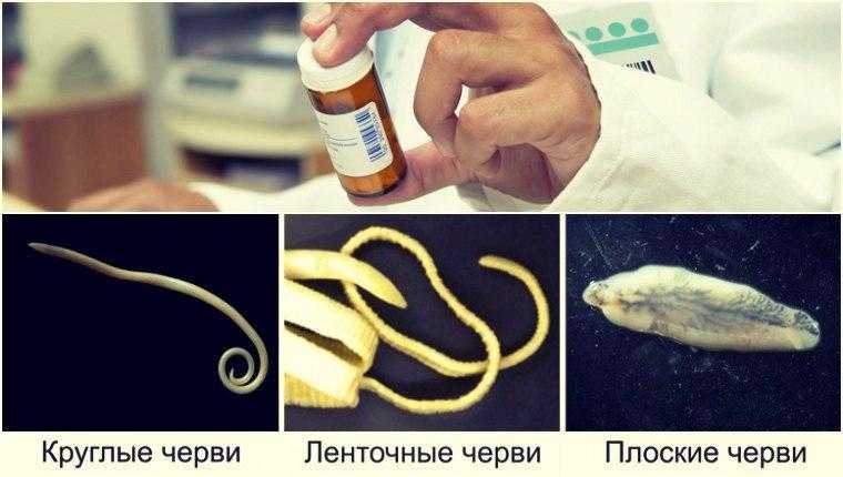 Паразитарные болезни собак