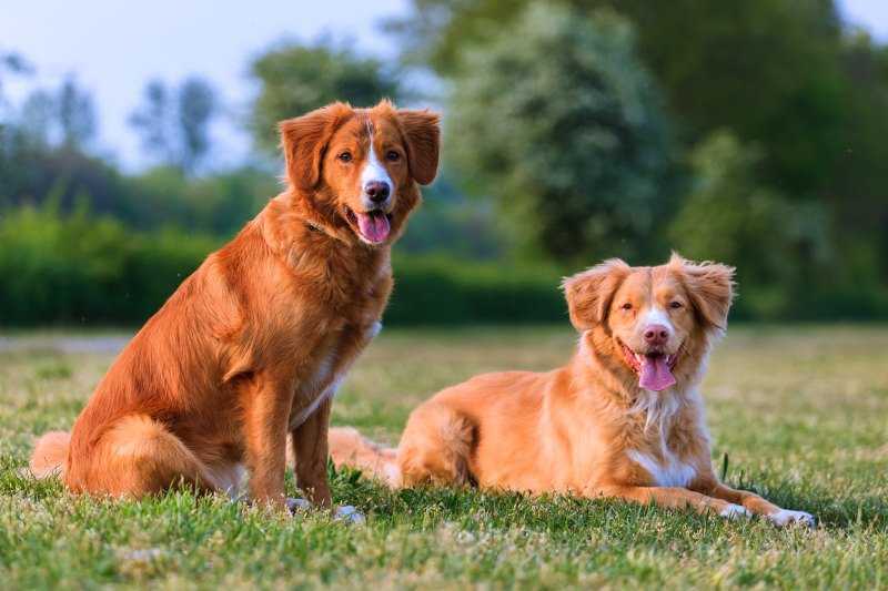 Новошотландский ретривер: фото собаки и описание породы, правила содержания и выбора щенков