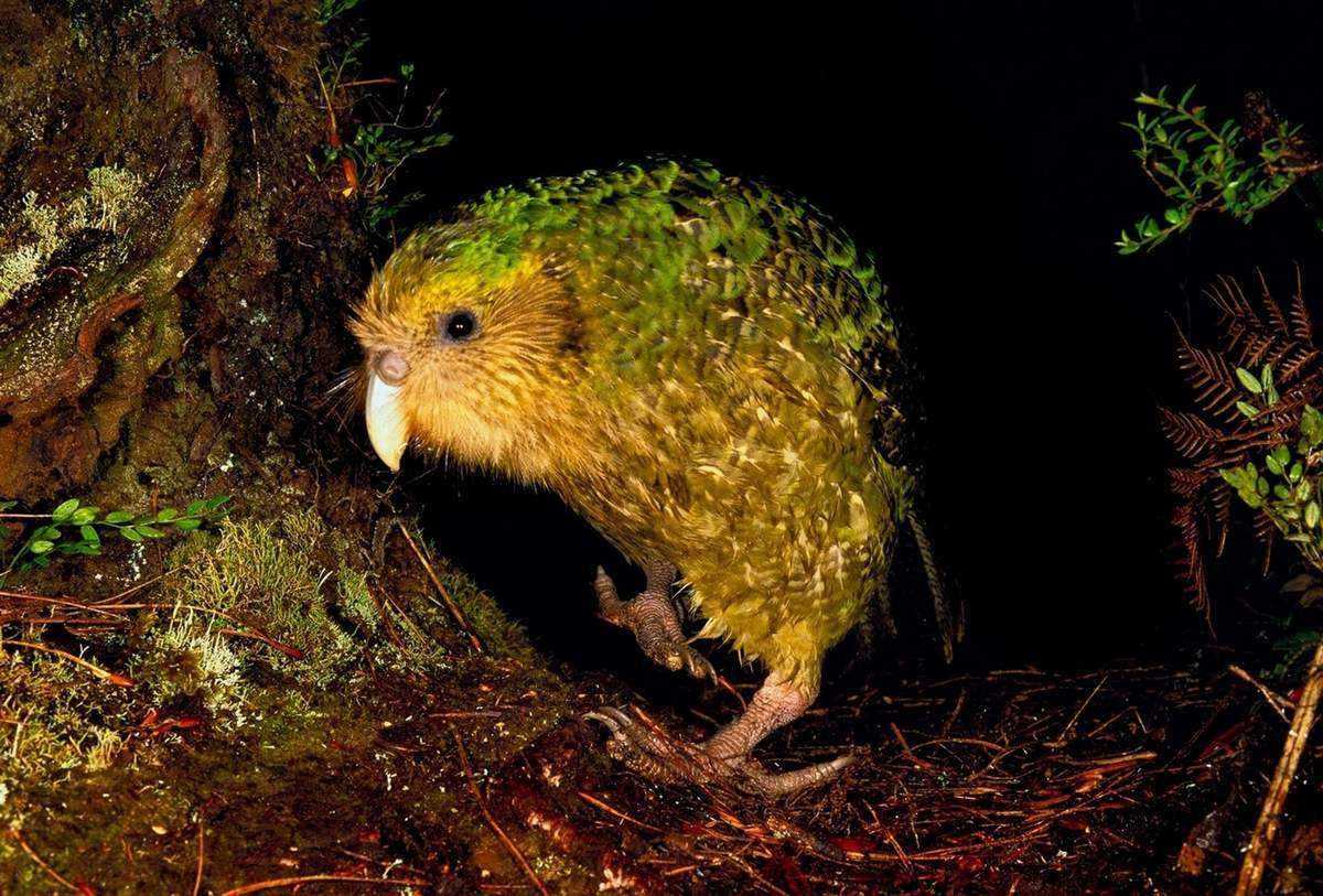 Какарик попугай. образ жизни и среда обитания попугая какарик