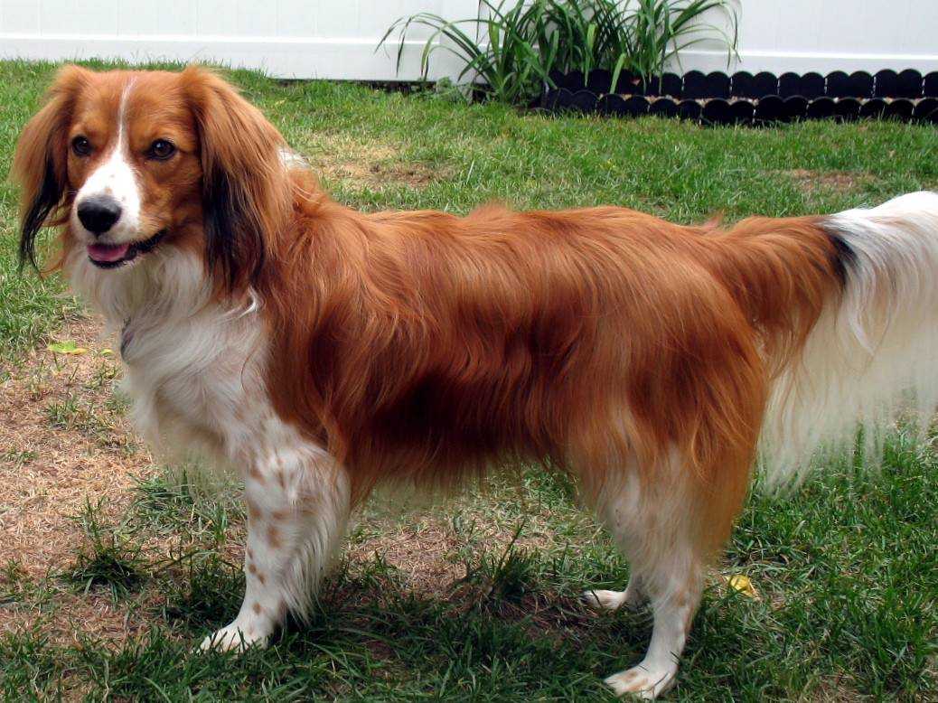 Коикерхондье - уникальный охотничий пес с удивительным характером