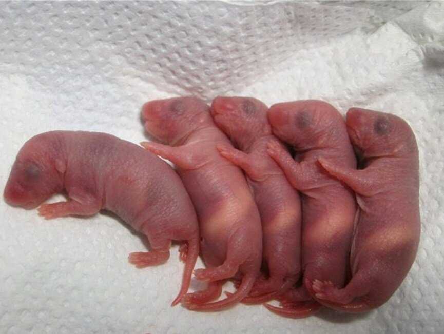 Новорожденные детеныши мыши. Маленькие крысята Новорожденные. Крысёныш новорожденный.