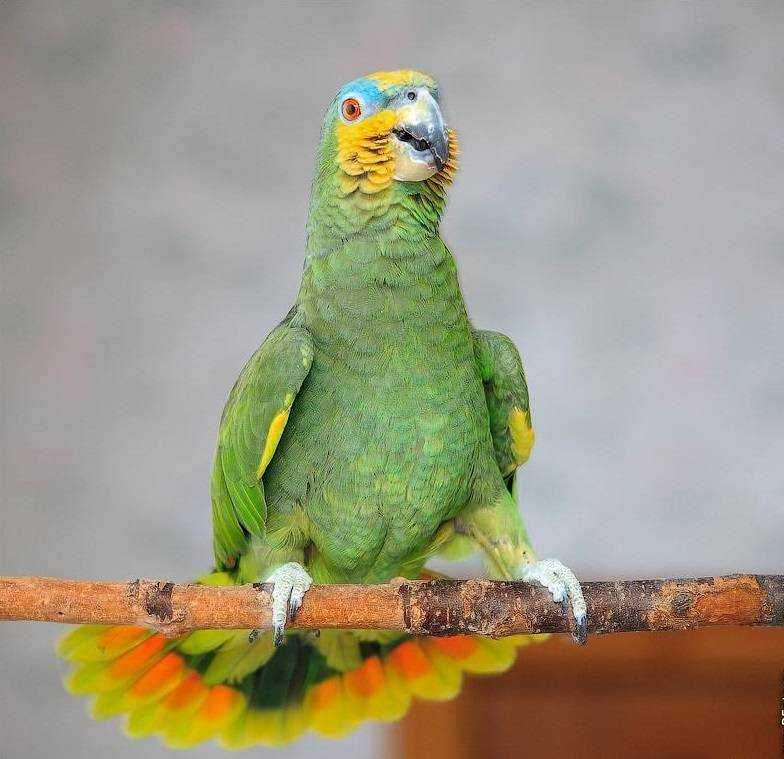 Как быстро и эффективно научить попугая разговаривать