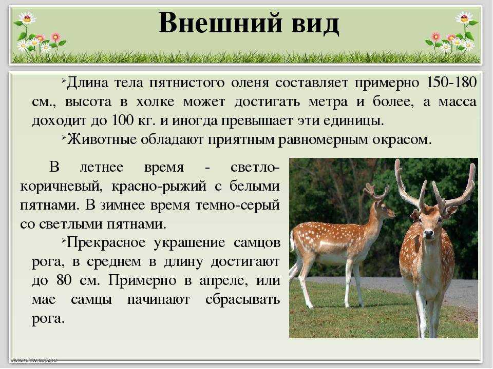 Пампасская кошка (травяная кошка) – фото и описание, питание и образ жизни