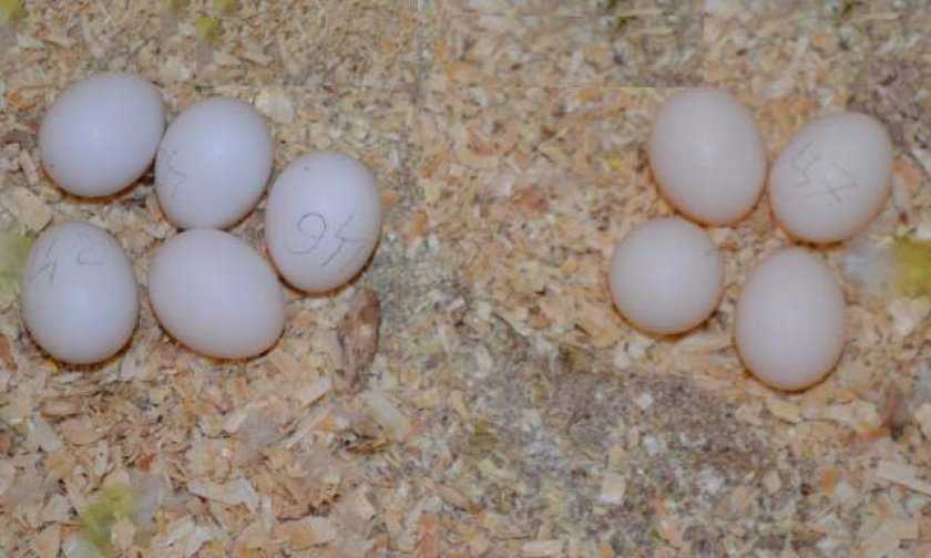 Нюансы размножения волнистых попугаев: как можно снести яйцо без самца?