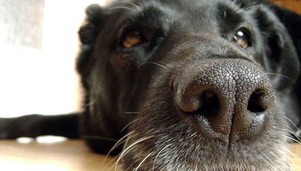 Почему у собаки обычно мокрый нос