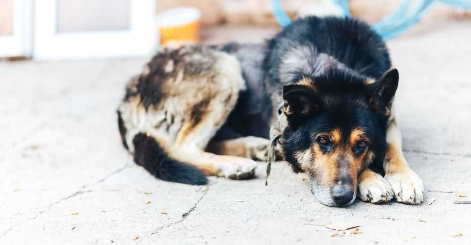 Хейлетиеллёз у собак: причины, признаки и лечение