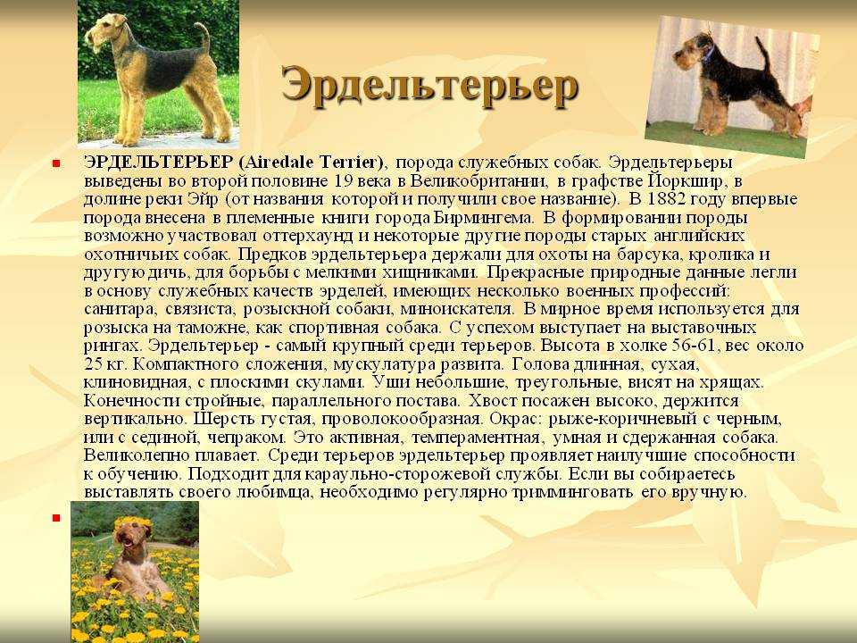 Эрдельтерьер: описание и характер породы собак