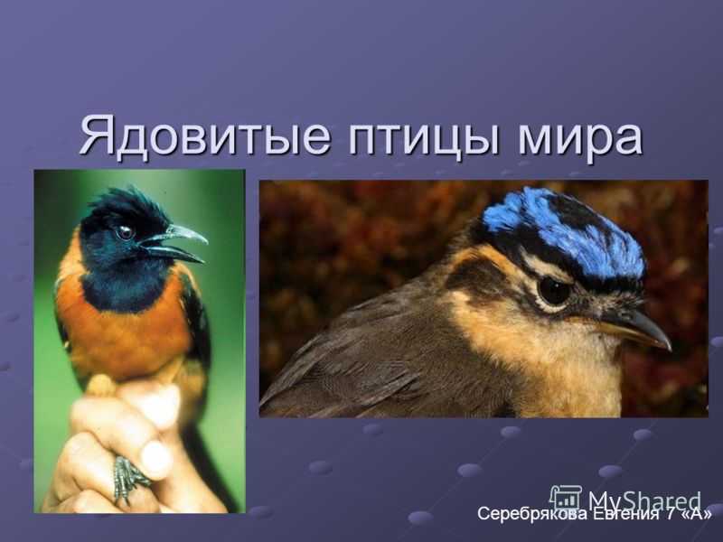 Птицы пустыни: названия, фото, краткое описание