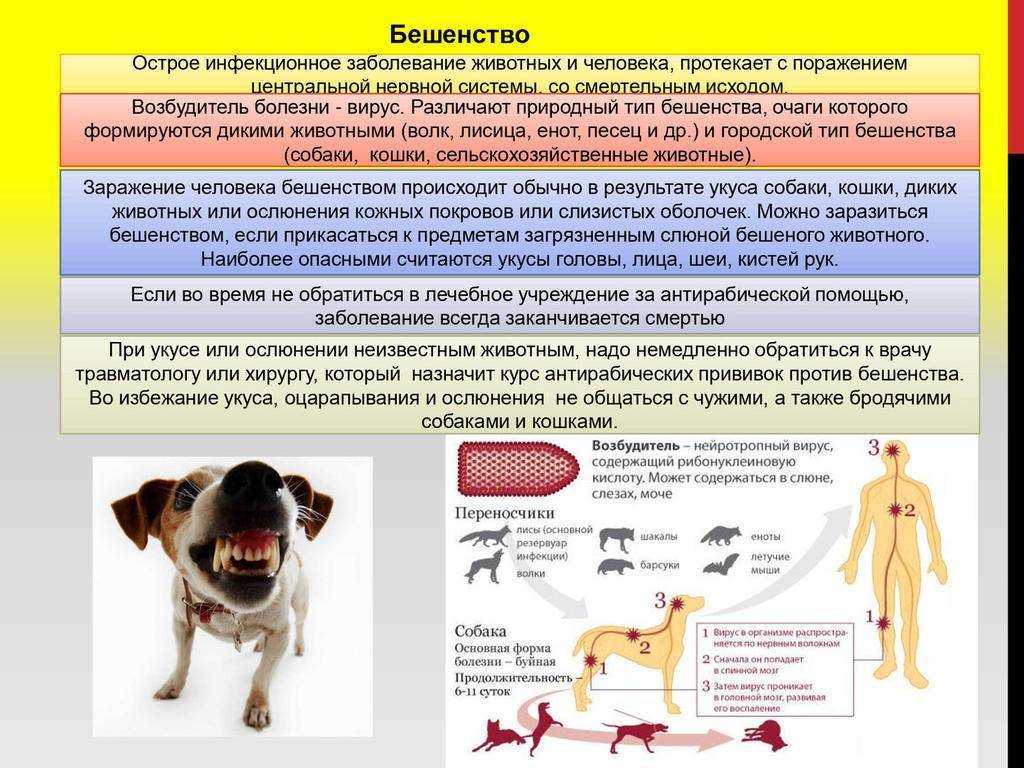Венерическая саркома у собаки: пути заражения, симптомы, лечение