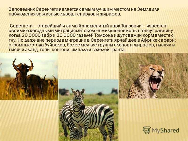 Серенгети (домашняя кошка с «диким» окрасом)