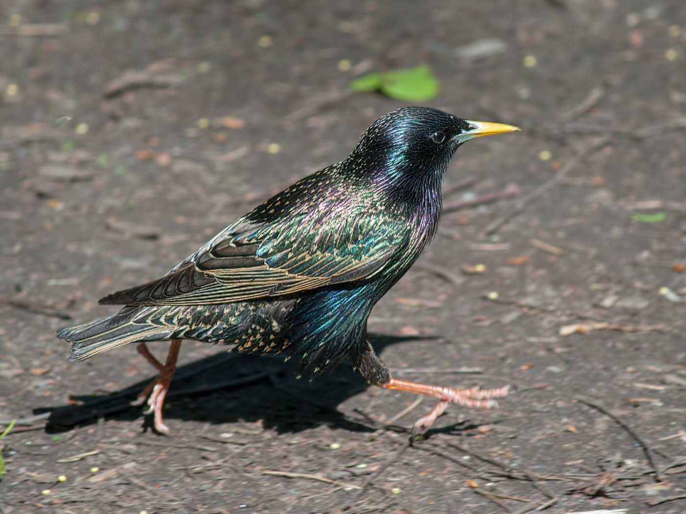 Скворец (50 фото): описание птицы, среда обитания и чем питается