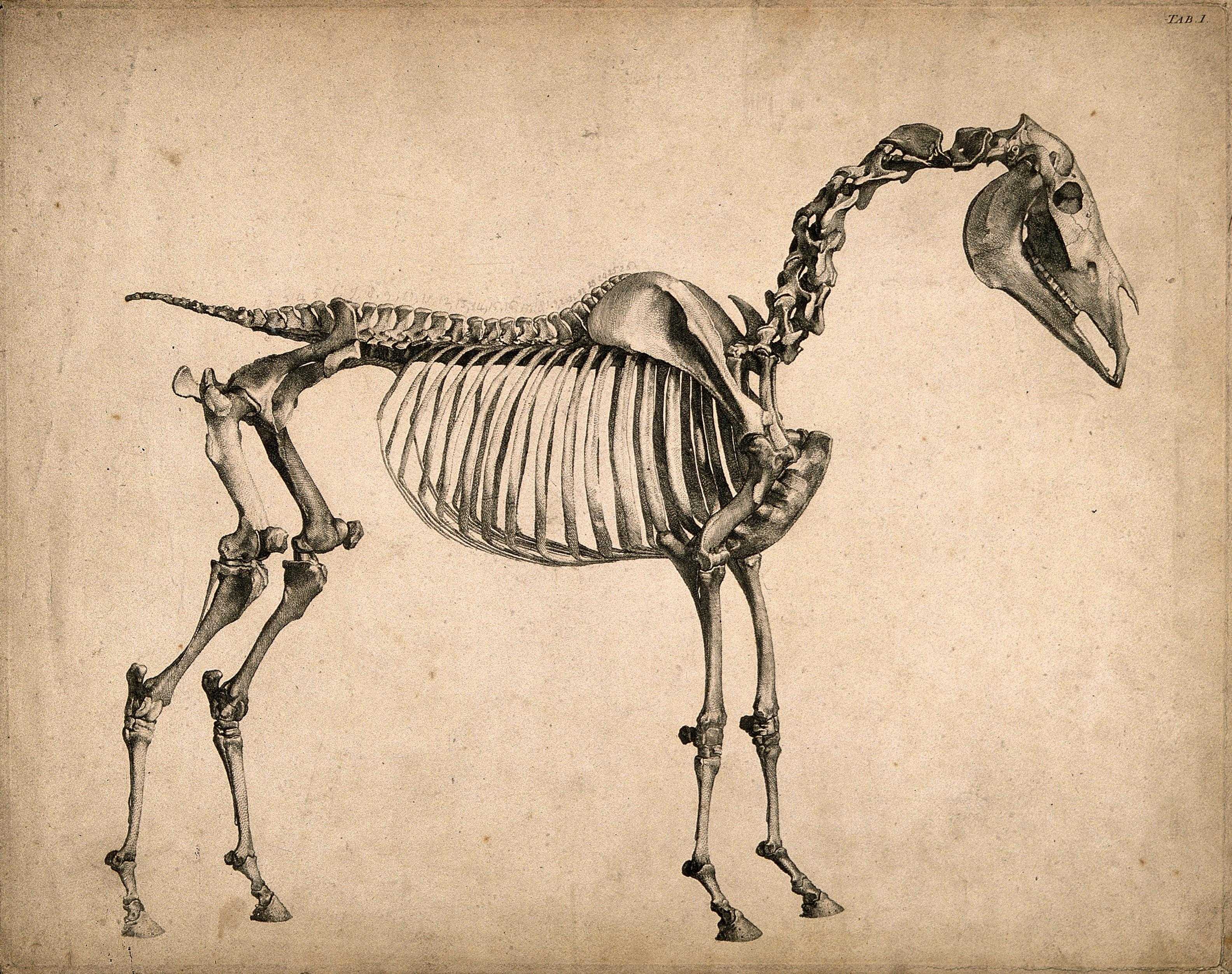 Джордж Стаббс анатомия лошади