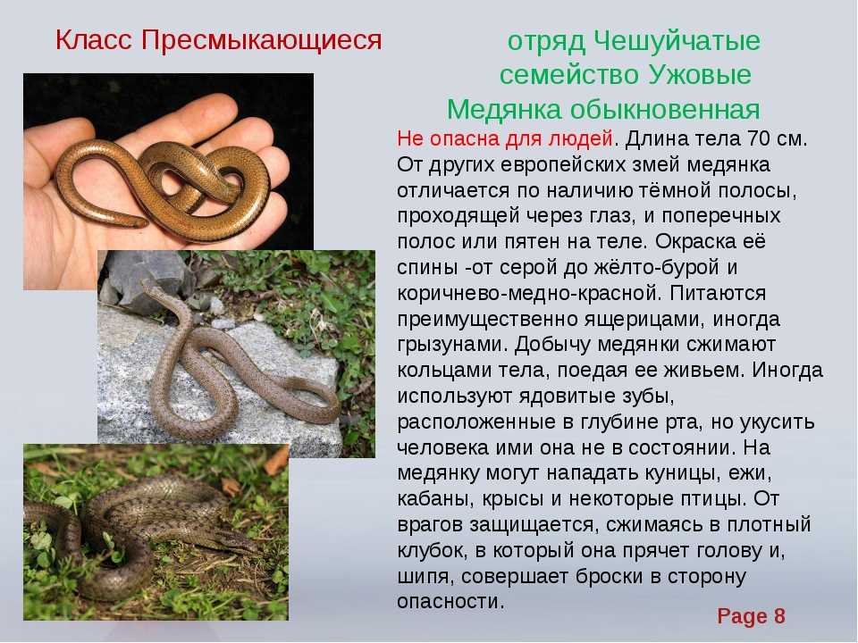 Медянка ядовитая или нет? медянка обыкновенная: описание, среда обитания :: syl.ru