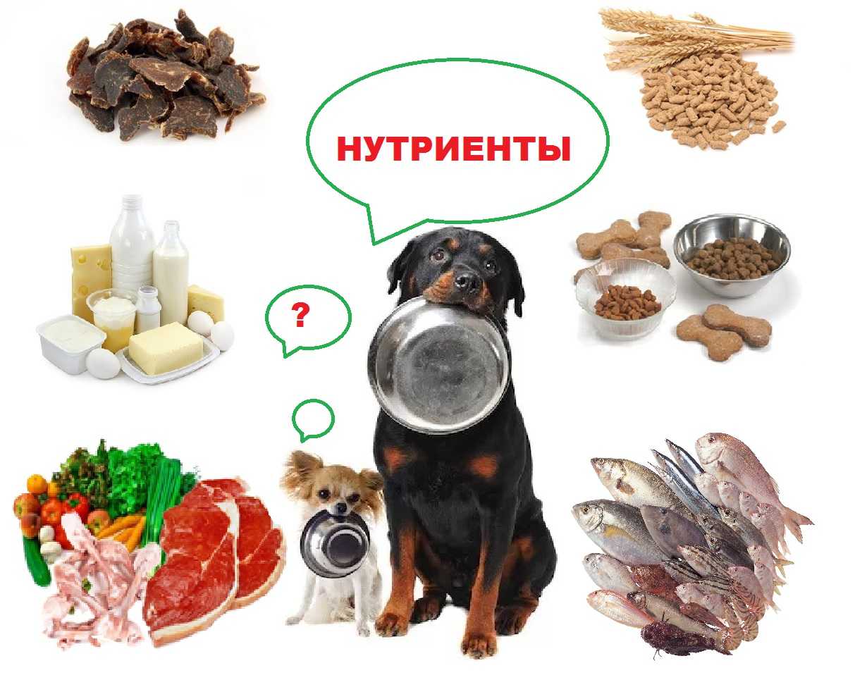 Можно кормить собак рыбой. Рацион питания животных. Белковая еда для собак. Рацион питания кошки и собаки. Нутриенты.