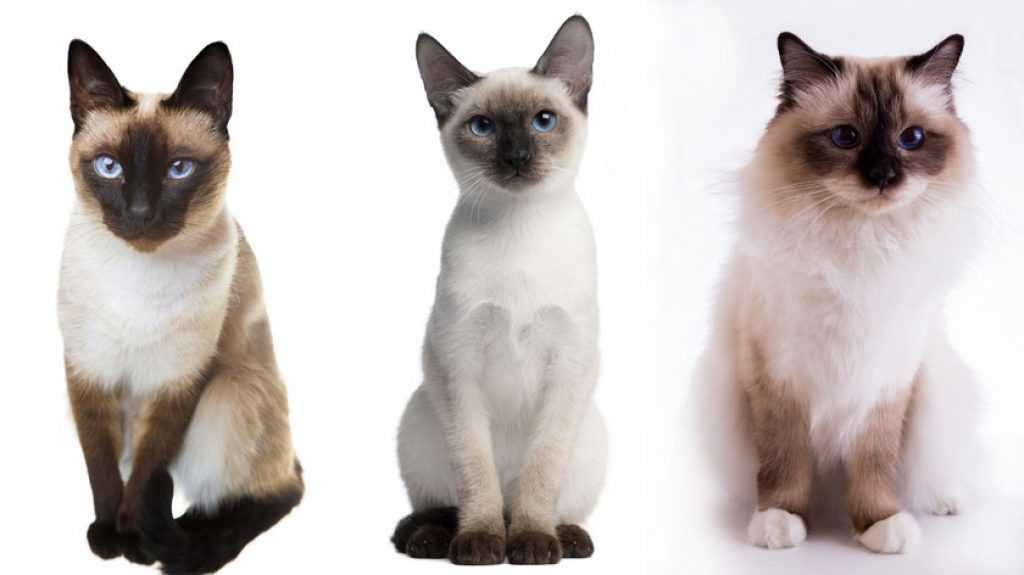 Тайская кошка: описание породы, фото, окрасы, характер, отзывы владельцев, сколько лет живут и чем отличается от сиамской?
