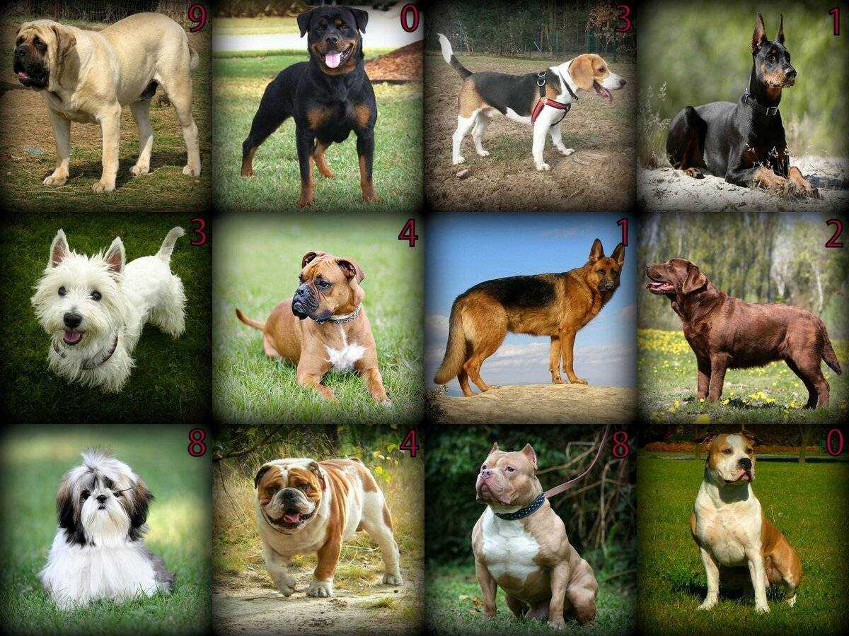 Породы всех средних собак с фотографиями и названиями