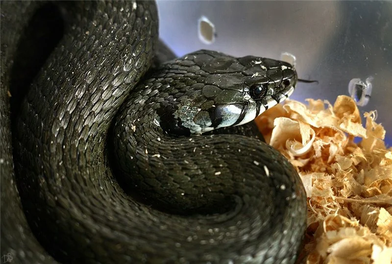Виды змей. описание, особенности, названия и фото видов змей