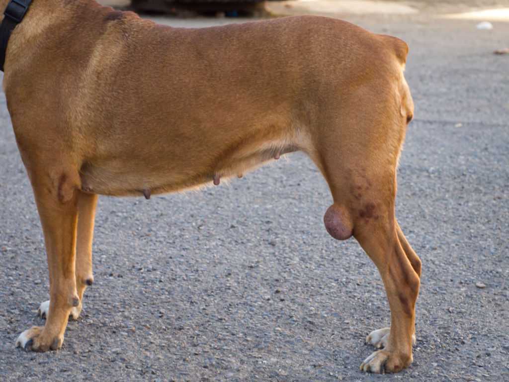 У собаки шишка на теле (животе или спине) – причины и методы лечения 2022