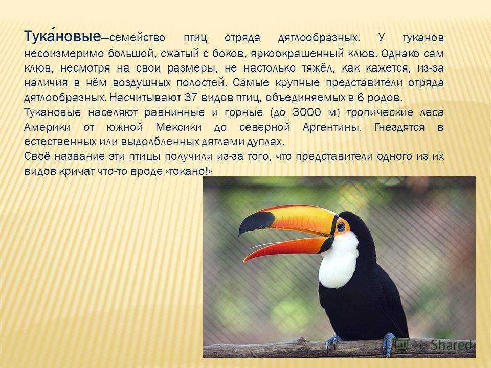 Тукан птица. образ жизни и среда обитания тукана