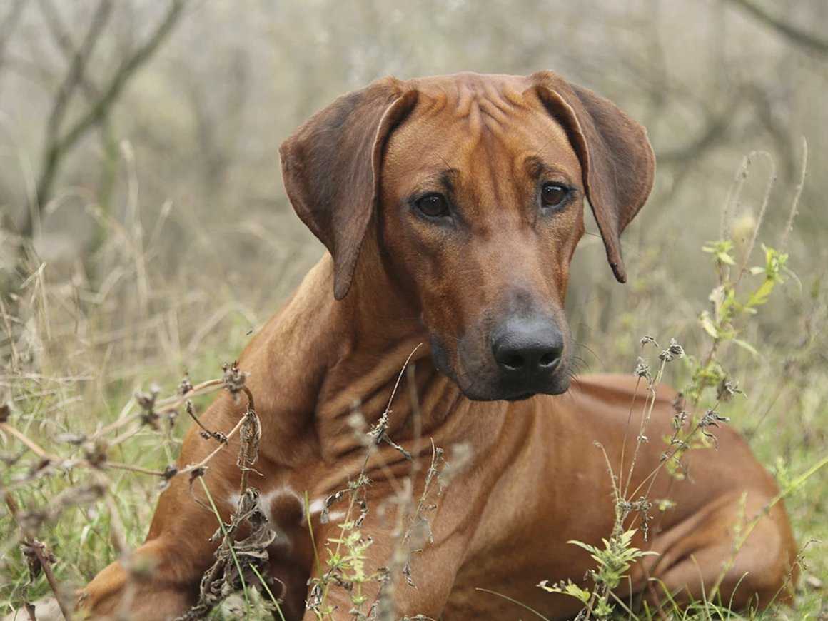 Родезийский риджбек: фото и характеристика породы собак