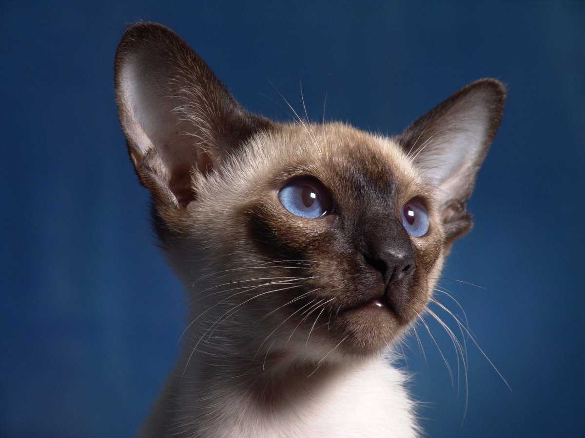 Характер и описание кошек бирманской породы, рекомендации по уходу