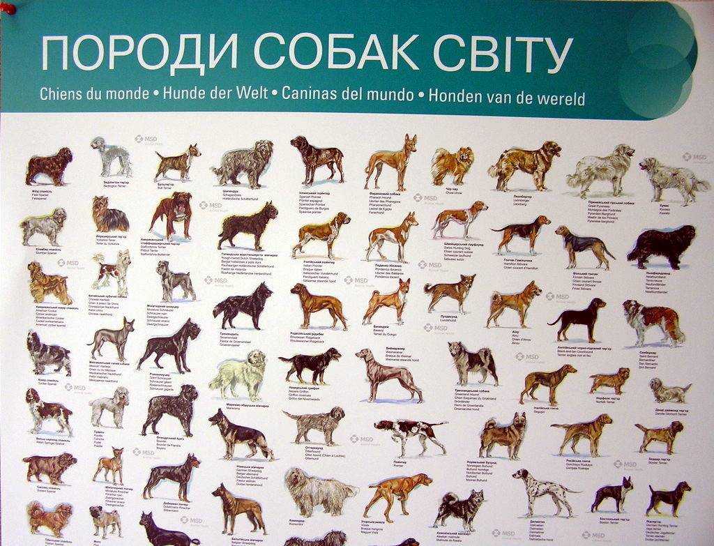 Большие породы собак: названия и фото (каталог)
