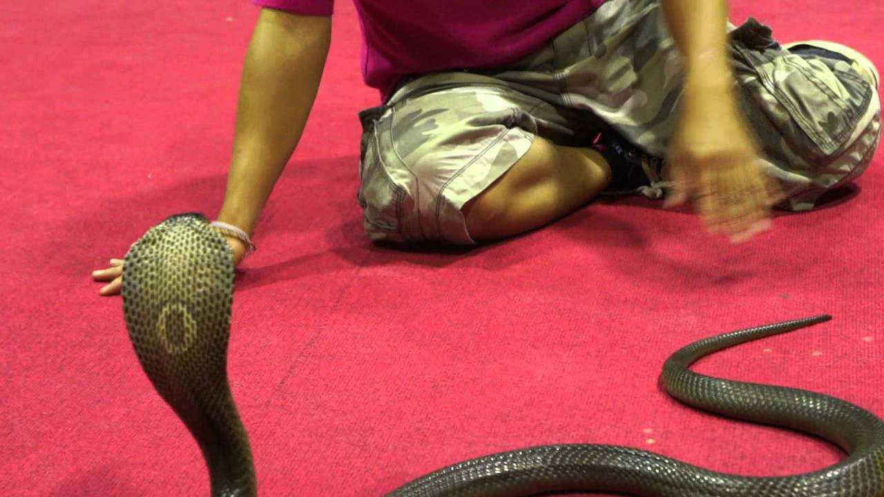 Змеи на бали: разновидности и что нужно знать туристам