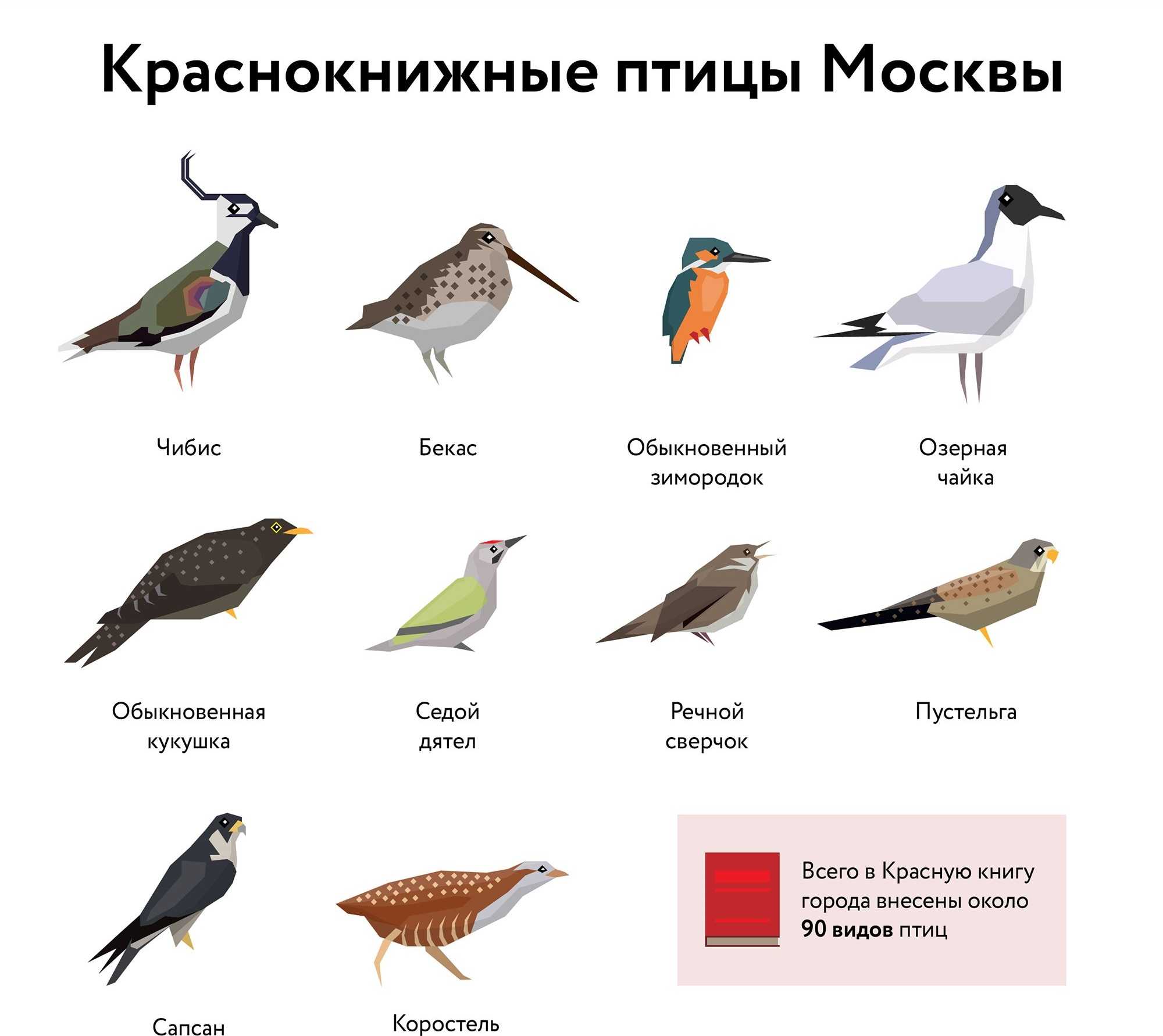 клювы птиц картинки с названиями