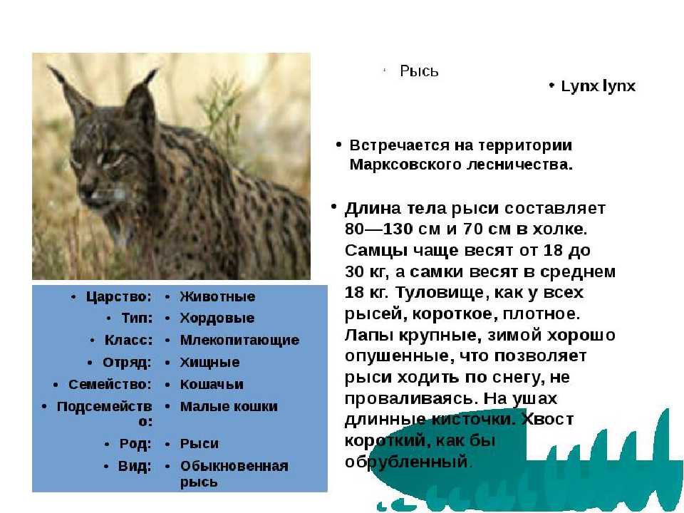 Пампасская кошка - википедия