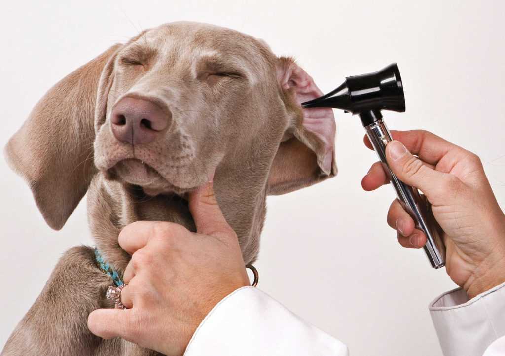 Болезни ушей у собак: симптомы, лечение