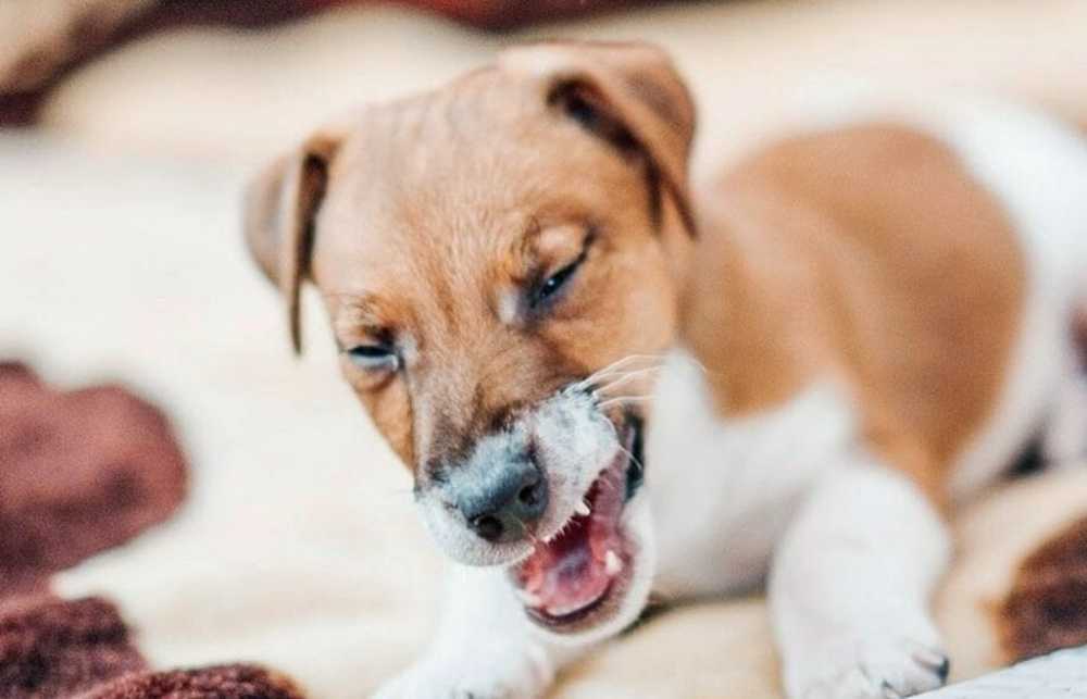 Питомниковый кашель у собак: причины, симптомы, лечение