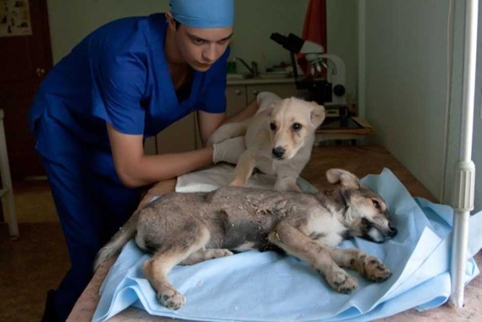 Парвовирусный энтерит у собак - симптомы, лечение, передается ли человеку, прогноз выживаемости