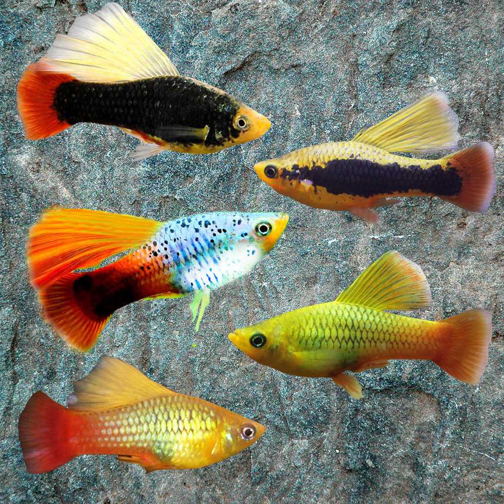 Пецилия: фото аквариумной рыбки, содержание и уход, размножение