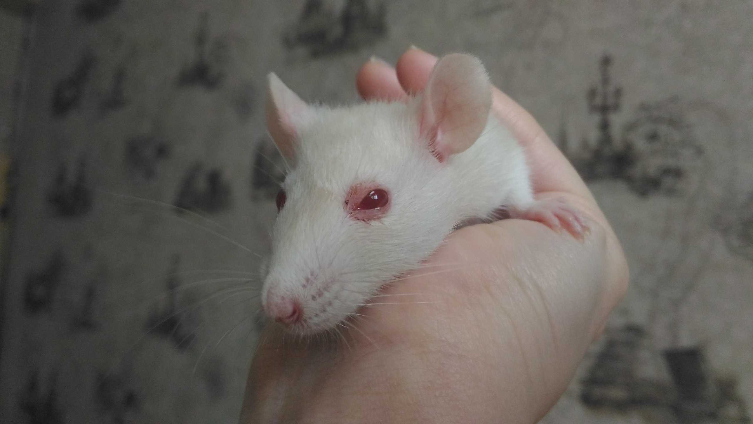 Порфирин у крыс (кровь из носа и глаз): симптомы и лечение