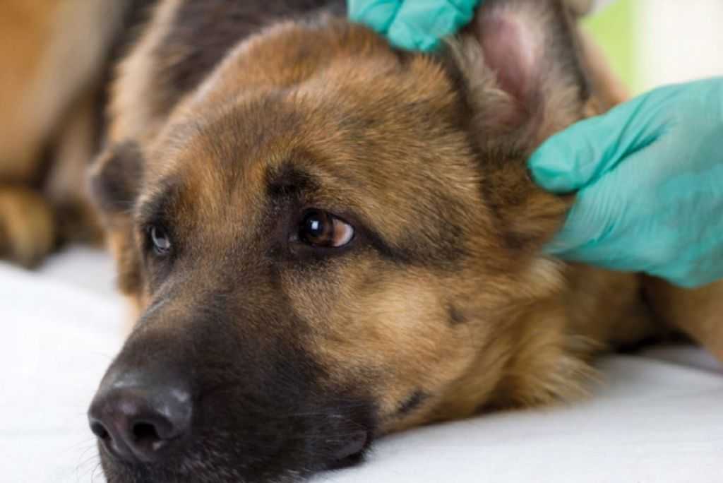Грибок глаз у собак - причины появления и методы лечения заболевания
