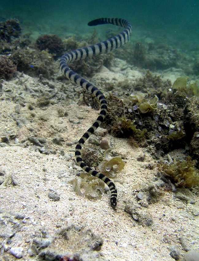Змеи, обитающие на побережье чёрного моря