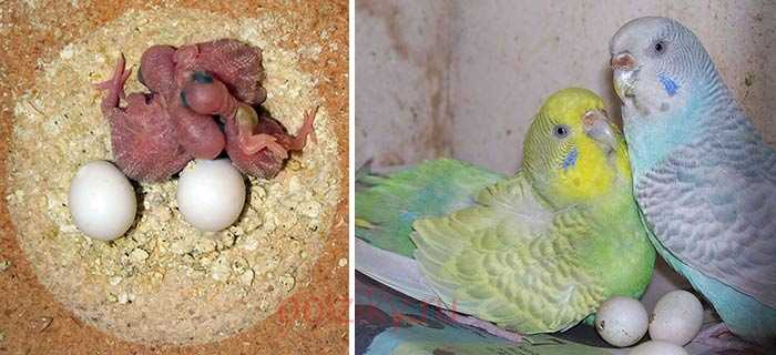 По каким причинам попугай не может снести яйцо и как помочь самке