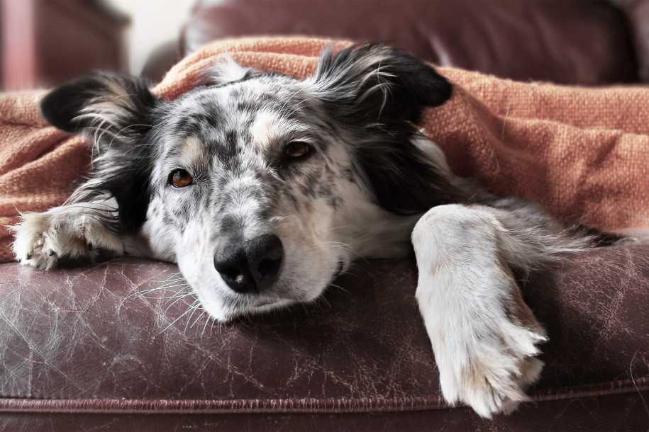 Гипогликемия у собак - признаки, симптомы и лечение