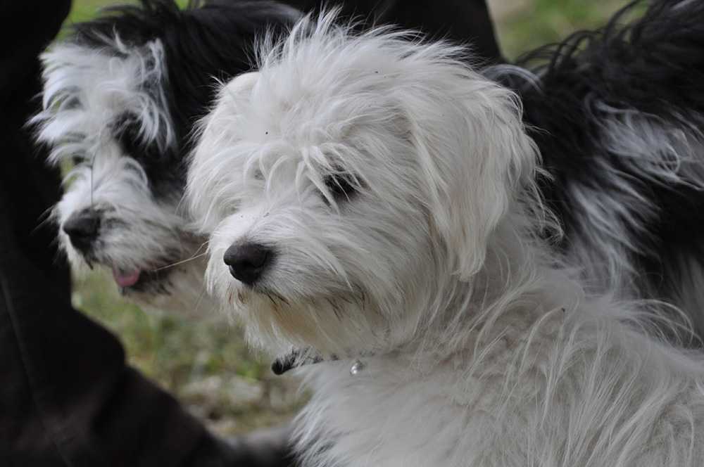 Мальтипу: описание гибридной породы собак, советы по уходу и содержанию