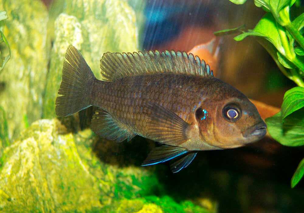 Размножение аквариумных рыбок: стадии развития малька и способы оплодотворения
