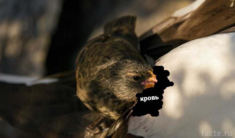 Птица чечетка (описание, фото, среда обитания, содержание дома)