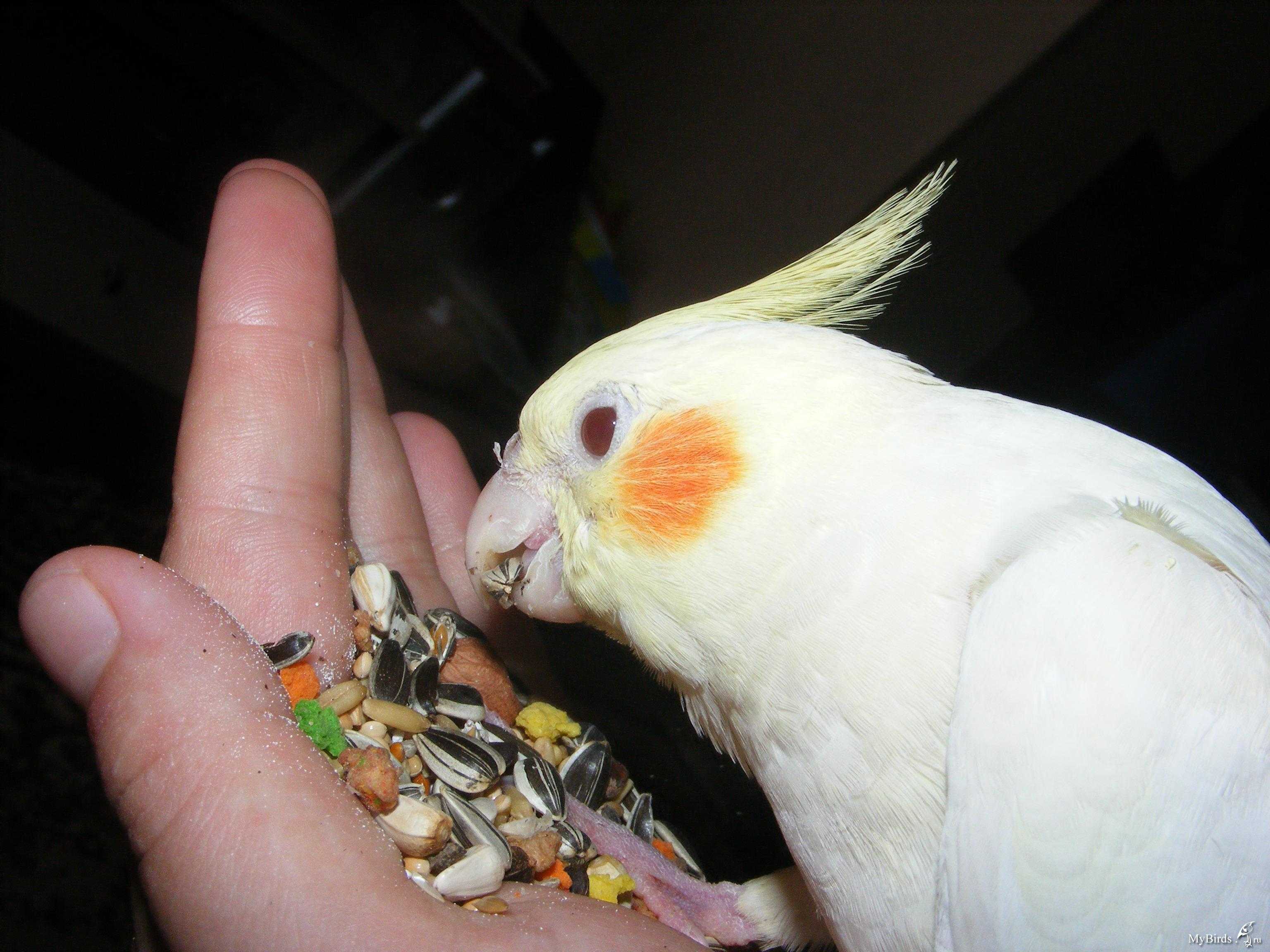 Как ухаживать и чем кормить волнистого попугая?