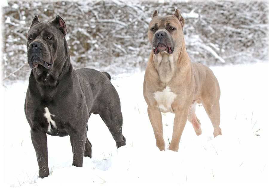 Сторожевые собаки: описание, популярные порода данной группы.