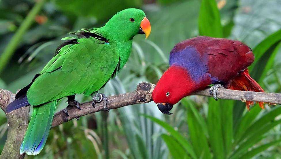 Благородный зелёно-красный попугай : фото, видео, содержание и размножение