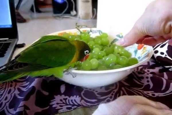 Овощи для попугаев