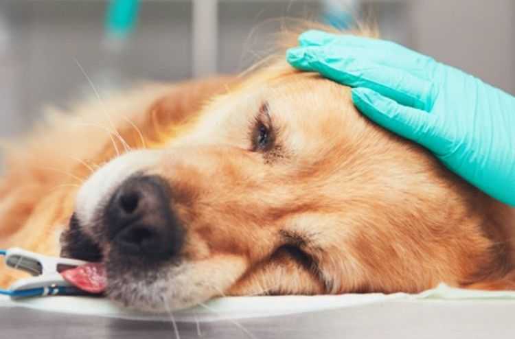 Бывает ли воспаление легких у собак?