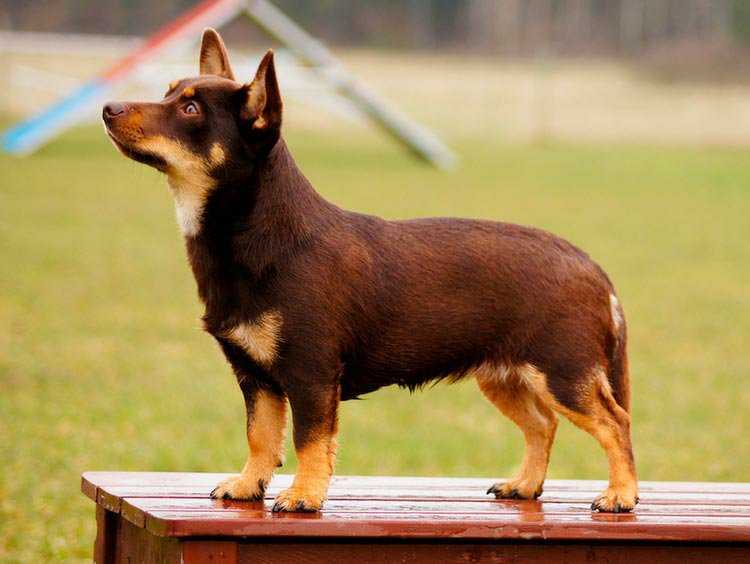 Ланкаширский хилер: описание породы собак с фото и видео