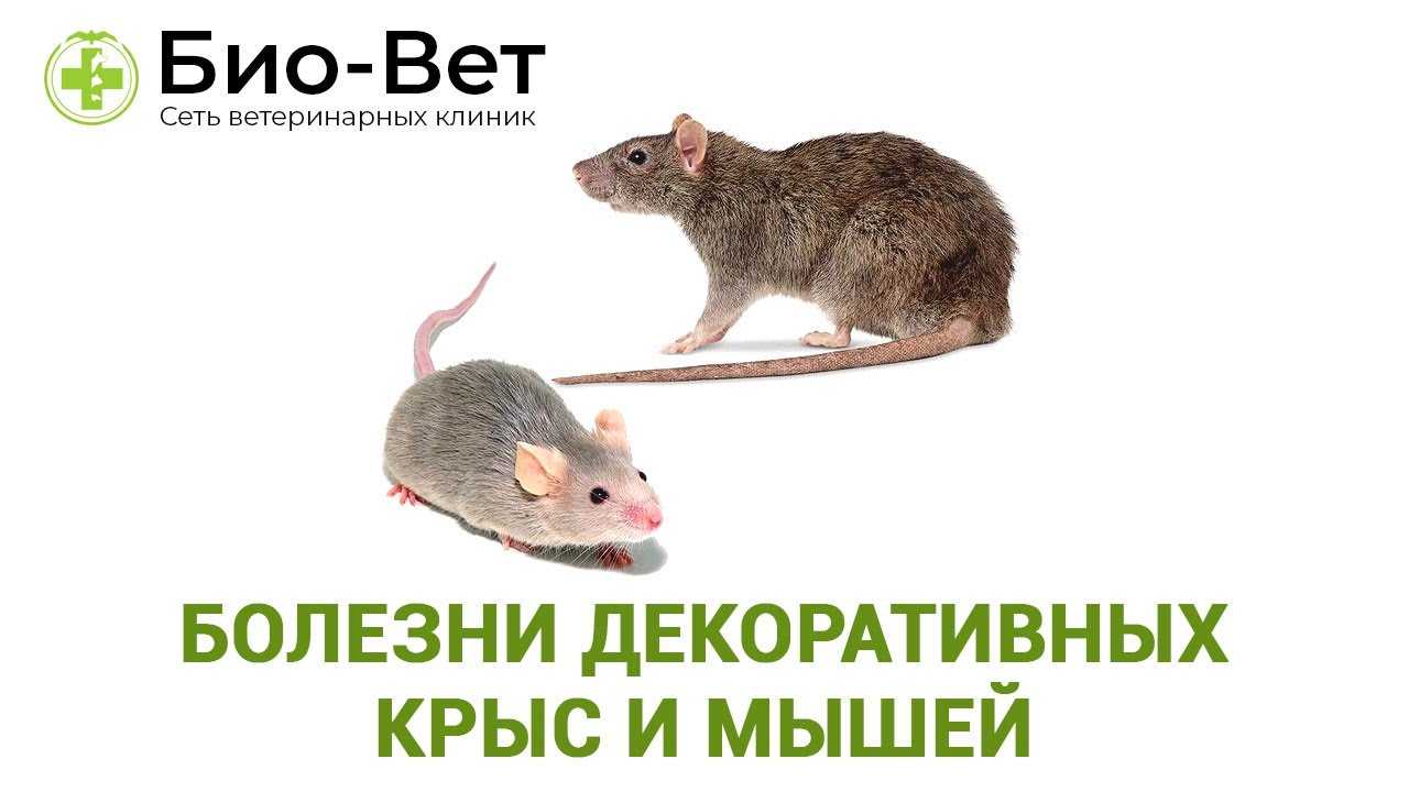 Что делать если крыса чихает - сайт о домашних питомцах